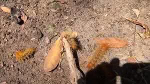 Moradores registram infestação de lagarta de fogo no Vera Arruda - Reprodução / TV Pajuçara