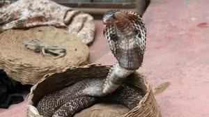 Menino de dois anos foi atacado por cobra da espécie Naja indiana - Musthaq Nazeer / Pixabay