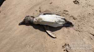 Pinguim encalha morto na praia de Riacho Doce, em Maceió - Reprodução / Biota