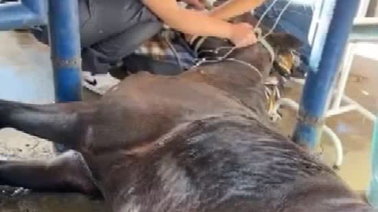 Brasil registra morte de 222 cavalos com suspeita de contaminação por ração, diz ministério - Reprodução / EPTV