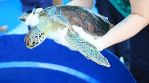 Biota, MPAL e MPF participam de soltura de tartaruga marinha em Maceió - Divulgação / MPAL