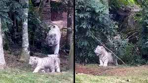 Três tigres brancos raros nascem em zoológico brasileiro - Reprodução / Instagram
