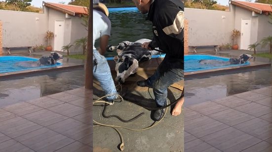 Touro cai em piscina de casa em Camapuã (MS) - Foto: Jean Carla Oliveira/Arquivo Pessoal
