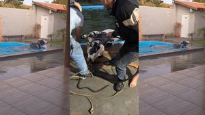 Touro cai em piscina de casa em Camapuã (MS) - Foto: Jean Carla Oliveira/Arquivo Pessoal