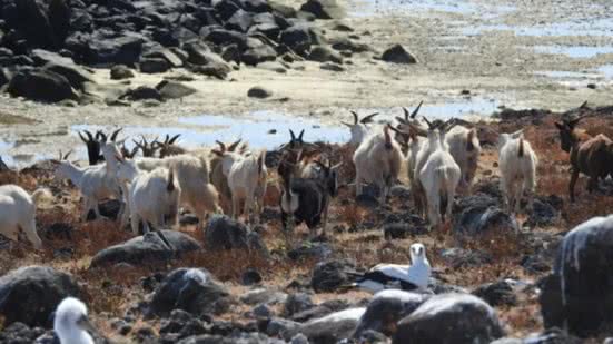 21 cabras forma retiradas da ilha de Abrolhos, na Bahia - Arquivo pessoal pesquisadores / UESB