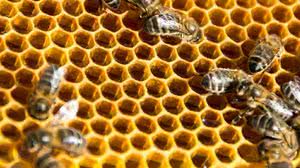 Abelha da espécie Melipona quadrifasciata é nativa do Brasil e sem ferrão - Freepik