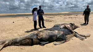 Baleia-jubarte encalha morta com mordida de tubarão na praia do Pontal do Peba - Divulgação / Biota