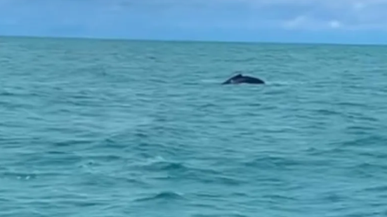 A presença dos mamíferos marinhos chamou a atenção de todos na praia. - Foto: Reprodução