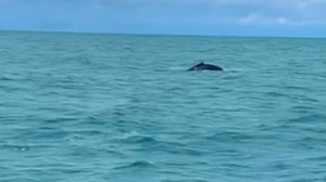 A presença dos mamíferos marinhos chamou a atenção de todos na praia. - Foto: Reprodução
