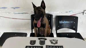 Cachorro da PM encontra arma e drogas dentro de veículo, em Arapiraca - Divulgação / 3º BPM