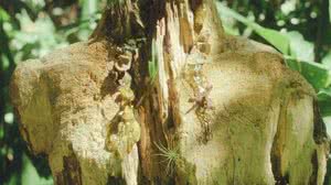 Imagem Artista visual alagoana concorre ao Prêmio Pipa 2025 de arte contemporânea