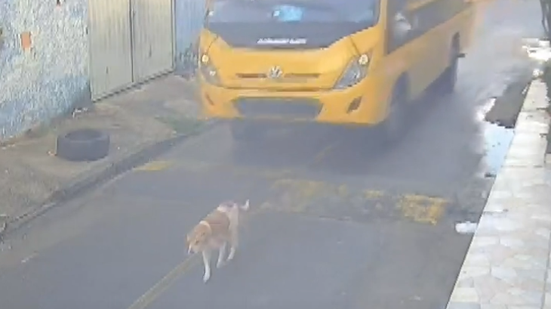 Cão é atropelado por ônibus escolar em Marechal Deodoro e sobrevive ferido - Foto: Reprodução