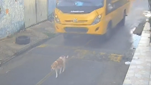 Cão é atropelado por ônibus escolar em Marechal Deodoro e sobrevive ferido - Foto: Reprodução