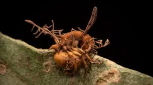 Foto: Reprodução/Frederico Salles