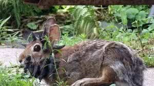 Imagem Coelhos selvagens aparecem com 'tentáculos' na cabeça nos EUA