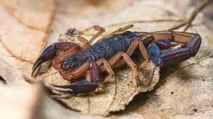 Plantas podem mesmo afastar escorpiões ou não? Saiba o que diz a ciência - Pexels