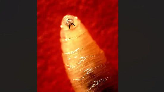 John Kucharski/Wikimedia Commons