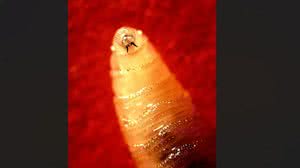 John Kucharski/Wikimedia Commons