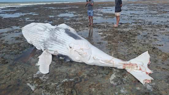 Divulgação/APA de Piaçabuçu