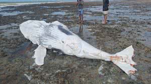 Divulgação/APA de Piaçabuçu