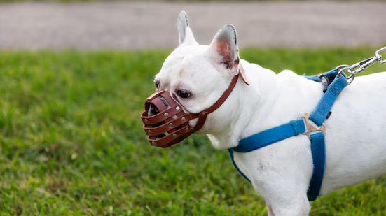 A regra vale para animais que apresentem histórico de agressividade ou que representem risco à segurança pública - Foto: Freepik