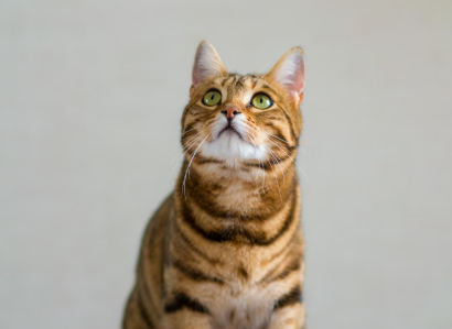 Foto: Reprodução/Freepik