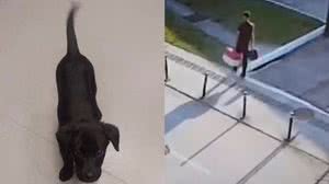 Homem é preso após abandonar cão no aeroporto de Florianópolis - Divulgação / PCSC