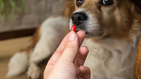 Cão recebe medicamento na boca - Freepik