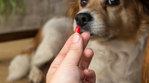 Cão recebe medicamento na boca - Freepik