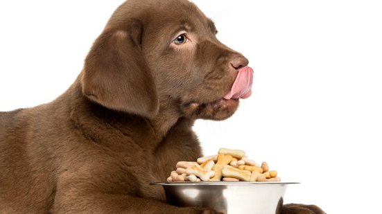 Imagem Como escolher o comedouro ideal para o meu cão?