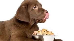 Imagem Como escolher o comedouro ideal para o meu cão?