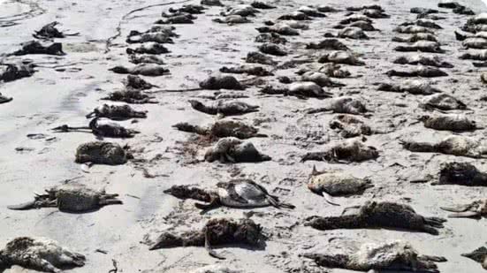 Pinguins encalhados já estavam mortos e foram encontrados em Ilha Comprida, no litoral de São Paulo - Divulgação / IPeC