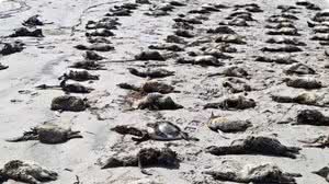 Pinguins encalhados já estavam mortos e foram encontrados em Ilha Comprida, no litoral de São Paulo - Divulgação / IPeC