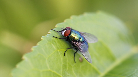 Foto: Reprodução/Freepik