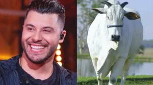 Imagem Murilo Huff deixa polêmicas com dona Ruth de lado e compra vaca de R$ 17 milhões