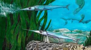 Foto: Maurilio Oliveira/Divulgação/Nature