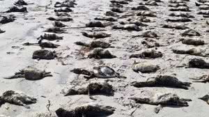 Foto: Reprodução/Redes Sociais