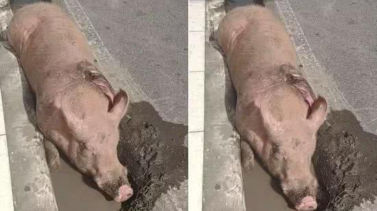 Animal foi encontrado deitado no canteiro, em uma rua do Centro de Maceió, com um ferimento no dorso - Reprodução / Williames Tavares / TV Pajuçara
