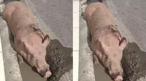 Animal foi encontrado deitado no canteiro, em uma rua do Centro de Maceió, com um ferimento no dorso - Reprodução / Williames Tavares / TV Pajuçara