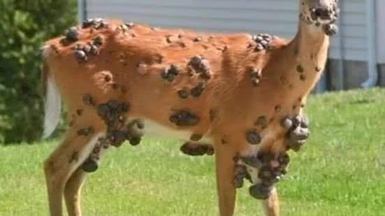 Foto: Reprodução/Matt Harbin/Washington Department of Fish & Wildlife