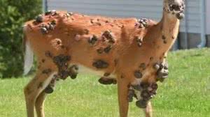 Foto: Reprodução/Matt Harbin/Washington Department of Fish & Wildlife