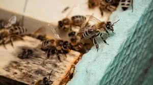 Foto: Ilustrativa/Pexels