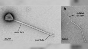 Reprodução/bioRXiv