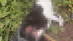 Foto: Cortesia ao TNH1