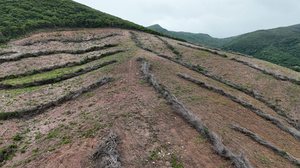 FPI do São Francisco constata maior desmatamento já registrado durante as 15 etapas da fiscalização em Alagoas - Foto: Cortesia/FPI do São Francisco