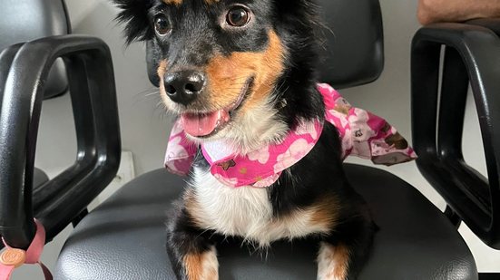 Cadelinha vira-lata - Deisy Nascimento