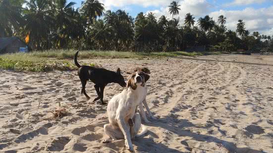 Alagoas promove Campanha de Vacinação Antirrábica para cães e gatos a partir desta segunda-feira - Carla Cleto e Olival Santos / Ascom Sesau