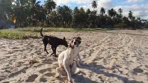 Alagoas promove Campanha de Vacinação Antirrábica para cães e gatos a partir desta segunda-feira - Carla Cleto e Olival Santos / Ascom Sesau