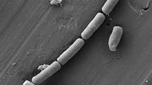 Foto: QI LUO/Divulgação