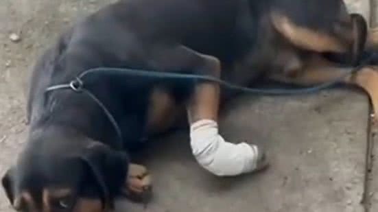 Cão é baleado em favela do Rio após ser 'jurado de morte' por traficantes - Reprodução / TV Globo